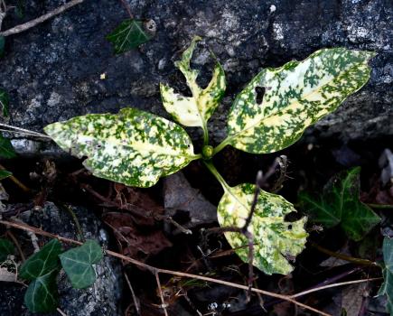 This cultivar of the Spotted Laurel is a variegated one that tolerates deep shade and pollution.
