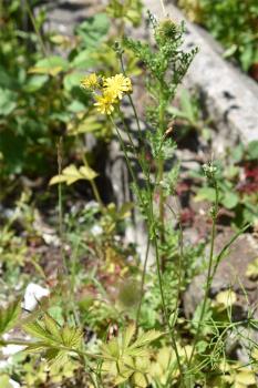 All Hawk's-beards give off a honey-like odour in the sunshine.