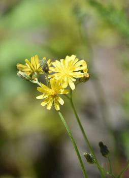 Beaked Hawk's beard is a native flower that appears from May onwards.