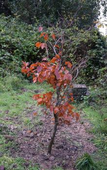 In Britain, we know the Common Beech to be 'The Queen of Trees', and with good reason.