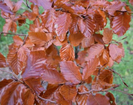 The leaves of Beech trees have wavy edges and stay on the twigs until well into spring.