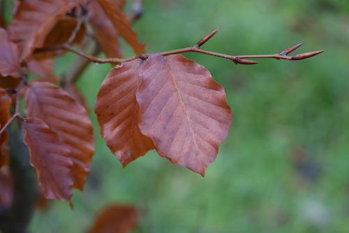 The spear-tip-shaped leaf buds of the Beech are reddish-brown and appear in winter.