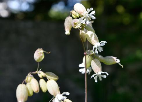 The sepal tube of Bladder Campion is inflated to form a bladder.