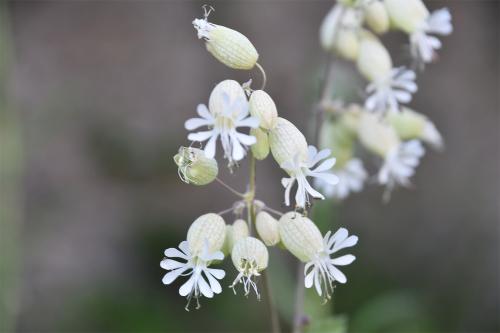 Bladder Campion is a grey and white plant that has wavy-edged white flowers with petals deeply cleft.