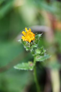 Bristly Oxtongue is covered with rough bristles, and the leaves with white pimples.
