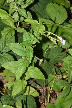 The broad leaves of Broad-leaved Willowherb are opposite with very short stalks. 