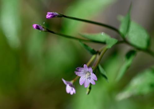 Broad-leaved Willowherb, Heene Cemetery, late May 2025.
