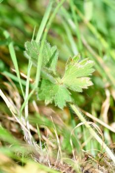 The Bulbous Buttercup is shorter than the Meadow Buttercup, rising to a height of no more than 40cms