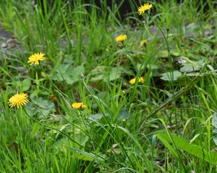 This native species has solitary flower heads, opening in June, and the leaves are roughly hairy, like a cat's ear, with the end lobe blunt.