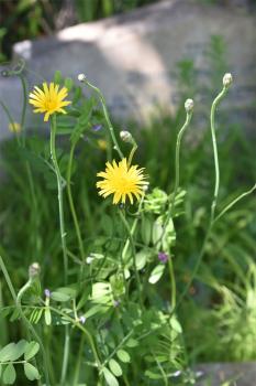 This Cat's-ear has solitary flower heads, opening in June, and the leaves are roughly hairy, like a cat's ear.