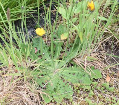This native species has solitary flower heads, opening in June, and the leaves are roughly hairy, like a cat's ear, with the end lobe blunt.