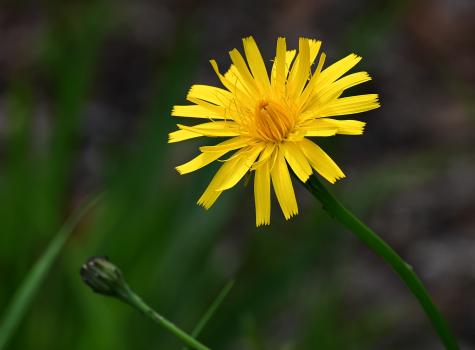 This native species has solitary flower heads, opening in June, and the leaves are roughly hairy, like a cat's ear, with the end lobe blunt.
