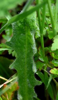 This native species has solitary flower heads, opening in June, and the leaves are roughly hairy, like a cat's ear, with the end lobe blunt.