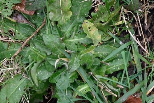The hairy leaves of Cat's Ear are particularly visible in winter (here in January 2025).