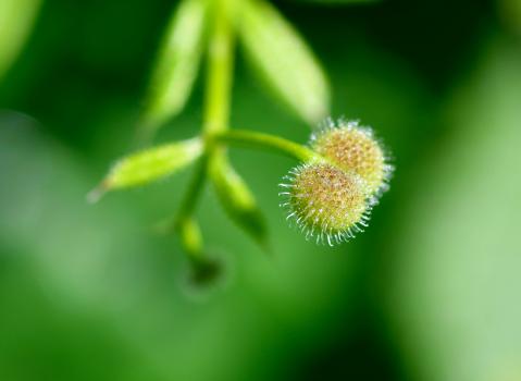 Cleavers also develops tiny seeds - or burrs - that are covered with hooked hairs, as can be clearly seen in this photograph.