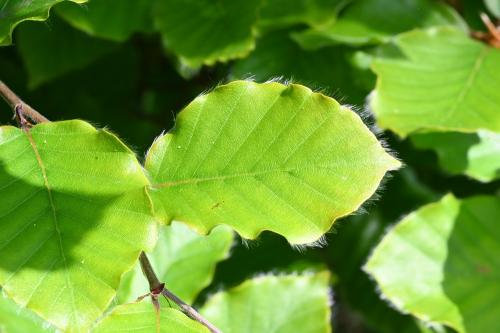 The leaves of the Common Beech are smooth except for the long, silky hairs on the margins, seen here in May 2023.