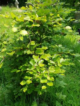 The bright green of the leaves of Common Beech in mid-spring.