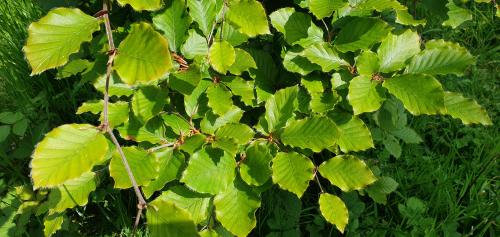 The Common Beech is known in Britain as 'The Queen of Trees', and with good reason.