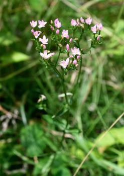 Common Centaury flowers in mid to late summer, and is found throughout most of Britain.