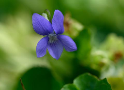 Common Dog-violet, mid-April 2025.