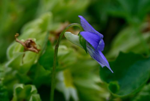 Common Dog-violet, mid-April 2025, showing the pale spur when viewed side-on.