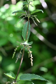 The drooping flowers of Common Nettle are greenish-yellow on male plants and green on female plants.