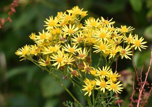 This familiar native plant is a most valuable food plant for the orange and black striped caterpillars of the Cinnabar Moth
