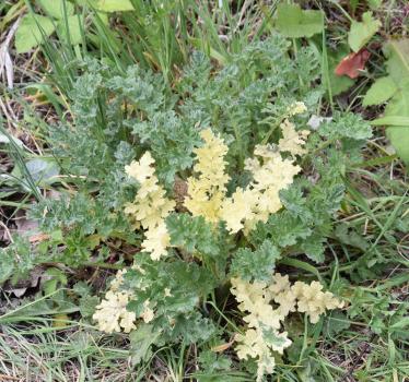 Ragwort is astringent, and also makes an emollient poultice for burns, sores, ulcers and inflamed joints. This familiar native plant, with its all yellow flowers from June, is a most valuable food plant for butterflies and moths.