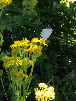 This familiar native plant, with its all yellow flowers from June, is a most valuable food plant for butterflies and moths.