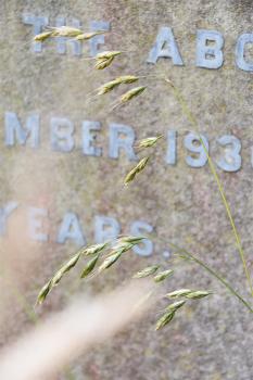 Common Soft-brome has loosely clustered flower spikes. It is a native grass, and flowers from May.