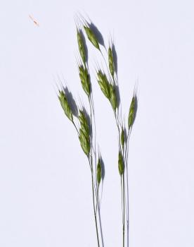 Common Soft-brome photographed against white card.