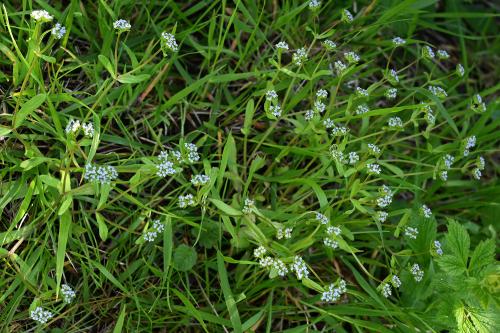 The leaves of Corn Salad are simple, resembling Forget-me-nots, but the tiny white flowers really are miniscule, grouped in clusters atop each stem.