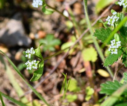 There are five varieties of Cornsalad, and they can only be identified to species level by examination of their ripe fruits.