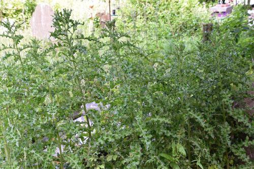 A single creeping perennial of this native Creeping Thistle can cover a large area.