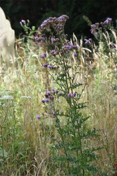 Thistles are strong emetics, and also promote perspiration. In weak solution an infusion settles stomach upsets and treats cramp.