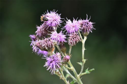 The lilac-coloured flowers of the Creeping Thistle appear in June.