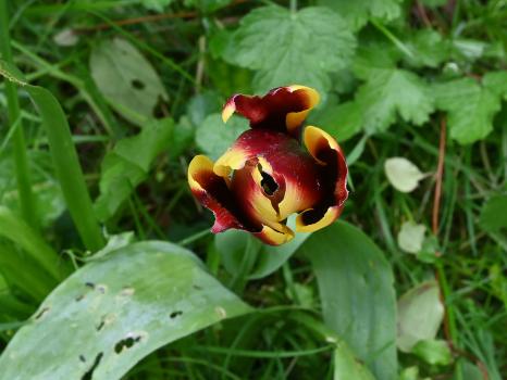 This garden flower appears in numerous colours and varieties.