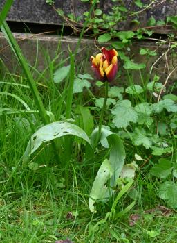 This garden flower appears in numerous colours and varieties.
