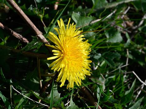 This native species has outer florets grey-violet beneath, opening in April, but often any time, with stems issuing a milky juice.