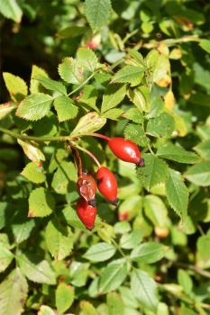  The hips of the dog-rose are rich in vitamin C, and are picked in late Autumn after a frost. 