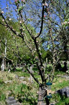 Egremont Russet cultivar, mid-April 2025.
