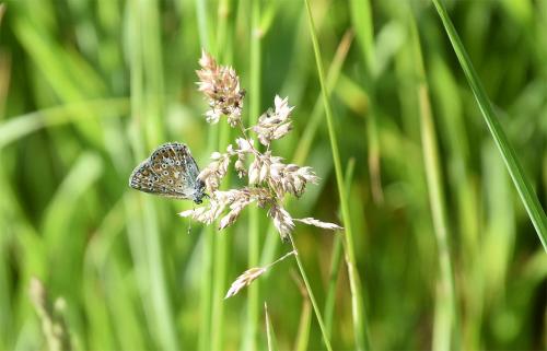 False Oat-Grass is a  tall, loosely tufted, native perennial grass that flowers from May.