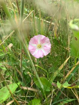 The pink or white flowers of this common native plant appear from June. Bindweed tincture is an effective purgative.