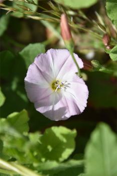 Legend has it that there are serious consequences if you pick bindweed, for it will thunder before the day is out, and your boy/girlfriend will die.