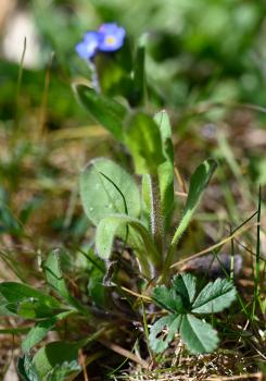 Field Forget-me-not with hairy stem and relatively low height. Stems branching from the flower's base separates this from the Wood Forget-me-not.