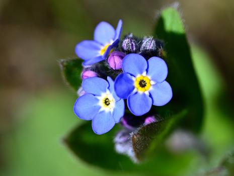 Field Forget-me-not with hairy stem and relatively low height, early April 2025.