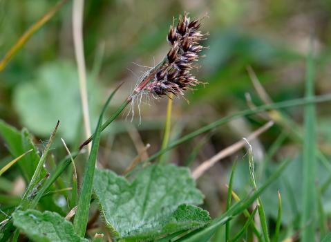 Field Wood-rush is a rush that's shorter than many grasses, rarely taller than 15cms.
