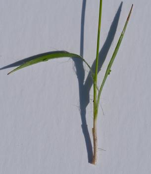 Hairy stems of Field Wood-rush forms dense clumps and can be found within grass paths.