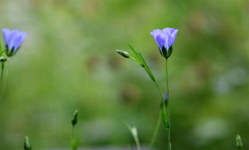 Fine linen is spun from flax fibres made from the stems of these small flowers. It is also used for cord, sail cloth and lamp wicks.