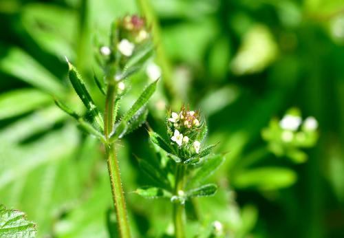 The tiny white flowers of Cleavers show briefly in May.